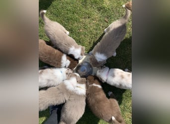Reinrassige Australian Sheperd Welpen