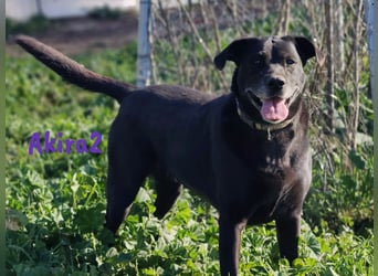 Akira2 04/2017 (ESP) - ausgeglichene, sehr liebevolle und soziale Labrador-Mix Hündin!