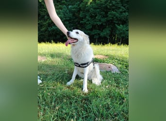 süße Retriever Mischlings Hündin Sally sucht ihre Menschen
