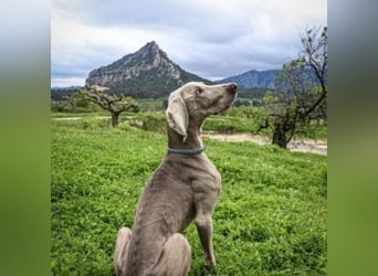 WOOD-silbernes Fell, klare Augen, aufmerksame Haltung