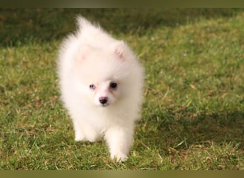 Zwergspitz Pomeranian "Vanilla" Hündin 4 Monate kann ins neue Heim ziehen