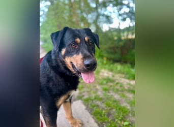 OSKAR - wer zeigt dem traurigen Hundemann wie schön ein Hundeleben sein kann?