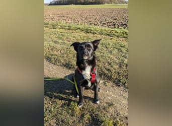 Trudie - Augenstern sucht Kuschelwolke (47839 Krefeld)