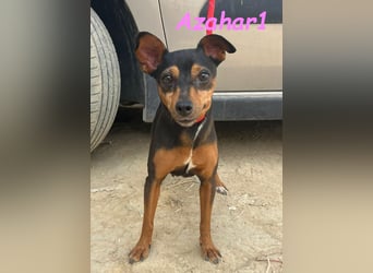 Azahar1 geb. 07/2022 (ESP) - lustige und anhängliche, kleine Pinscher-Mix Hündin!