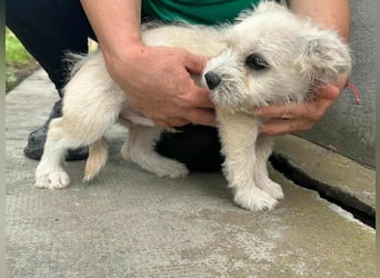 Snoopy, geboren 01.05.2025, 23cm sucht sein Körbchen