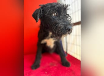Theo, Schnauzer-Mix, Rüde, geb. am 07.10.2024, 40 cm