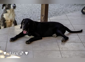 Adam, Ajax und Timmy suchen ein Zuhause