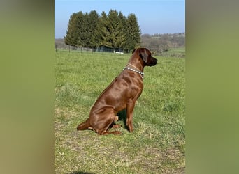 Rhodesian Ridgeback Dark Wheaten