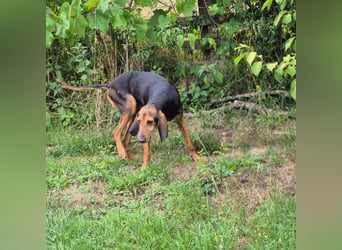 Rocco  - dringend - ein Überlebenskünstler sucht ein neues Zuhause