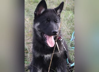 Eurasier - A. Malamute Nord-Hybrid Welpen suchen ein liebevolles Zuhause