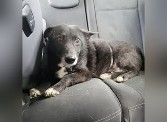 Garo ein absoluter Familienhund