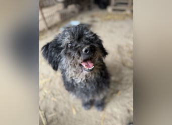 Bogáncs LM – Traumhund auf vier Pfoten sucht Herzensmenschen