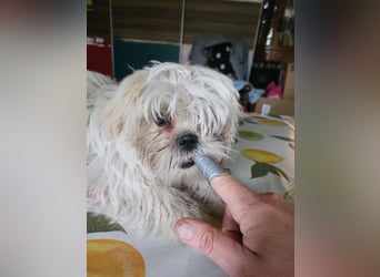 Shih Tzu Mix Welpen vom 18.03.25