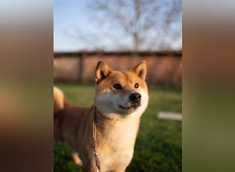 Shiba Inu beautiful puppies