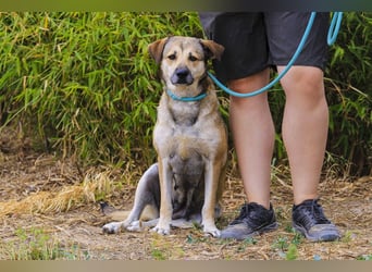 Mya, Mix Schäferhund / Rafeiro Alentejano, lieb und sozial