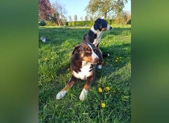 Appenzeller Sennenhund Welpen