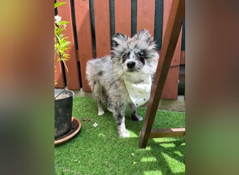 Lio – kleiner Spitz mit großem Herzen sucht ein liebevolles Zuhause