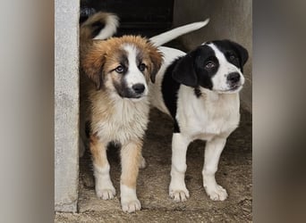 Zarina, geb. ca. 01/2025, lebt in GRIECHENLAND, im städt. Tierheim Serres