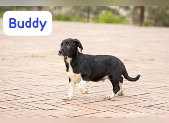 Buddy – ein kleiner, feiner Freund -