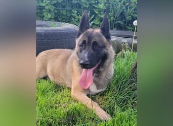 Husky-Malinois-Mix Russel sucht ein neues Zuhause