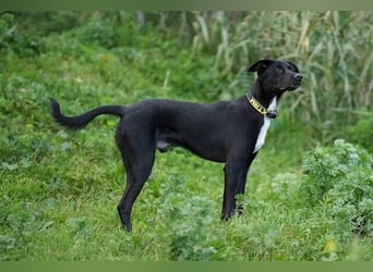 Chili (Spanien) – lebensfroher Galgo-Mischling sucht seine Familie
