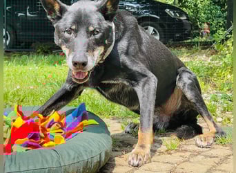 Misha ❤️ Hundeopi mit schwerem Schicksal sucht Geborgenheit