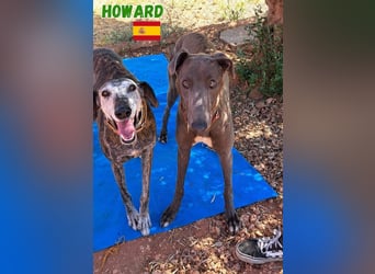 Howard,geb.05/24,sozialer Greyhound Rüde sucht seine Familie