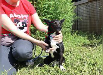 Hedi, Mix Dackel / Chihuahua, lieb und verträglich