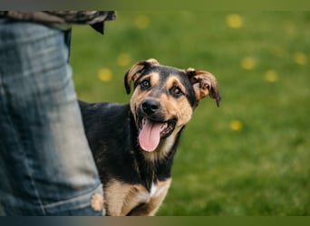 Neugierige BRUNYA sucht eine liebevolle Familie