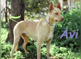 Avi 10/2021 (ESP) - aufgeschlossene und menschenbezogene Labrador-Podenco-Mix Hündin!