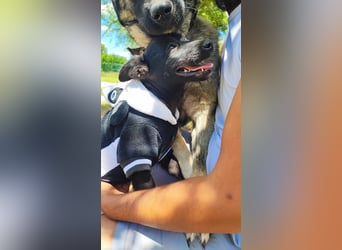 Kleine Bonnie sucht ihr Zuhause❤️