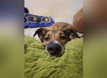 Athos sucht sein Zuhause