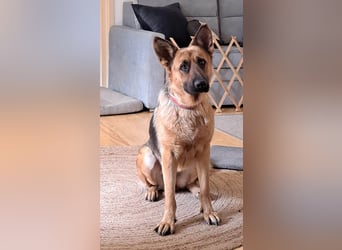 Molly sucht ein liebevolles Zuhause