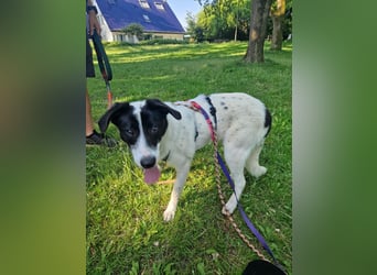 Ziva - menschenbezogen und verschmust