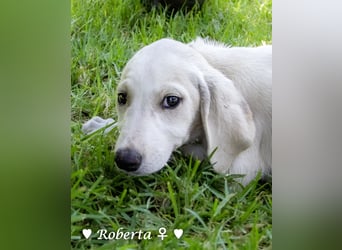 Ralfie, Roberta, Robbie und Rickie suchen eine Familie