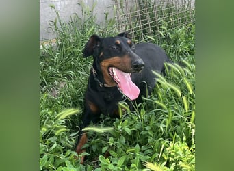 Fibi von kettenlos