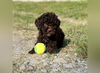 Lagotto Romagnolo – Hochwertige Welpen aus der registrierten Zuchtstätte King of the Truffles