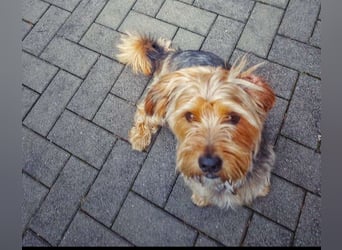 Toby sucht eine neue Familie