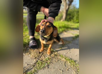 Amigo, geboren 08.04.2023, 35cm sucht sein Zuhause