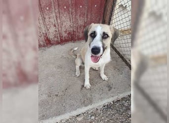 Schmusemaus Gül wäre so gerne Familienhund