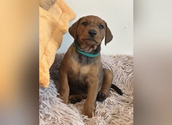Deutscher Pinscher Welpen aus dem Haus ,,Cava Land" FCI Zucht