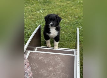Australian Shepherd Welpen in  Black Bi