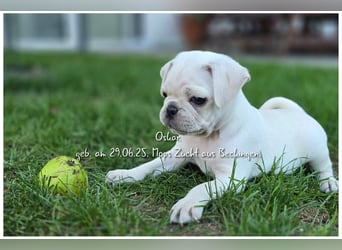 Mops Welpen