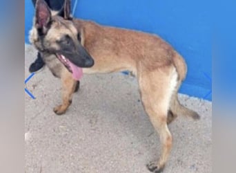 Tintin, muss unbedingt aus demTierheim raus