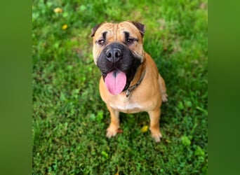 Moncho sucht Pflege- oder Endstelle