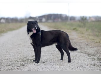 Süßer BALTO wird ein guter Freund
