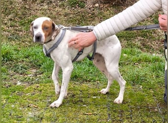 Dazzle, Portugiesischer Pointer / Perdigueiro Portugues, lieb und verträglich