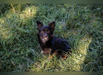 Kiki: Sucht ein Zuhause