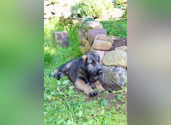 Irische Wolfshunde/ Irish Wolfhound Welpen
