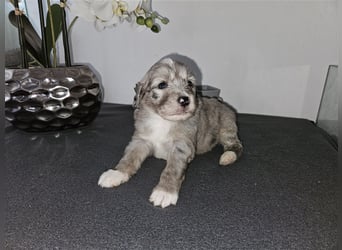 Aussiedoodle welpen